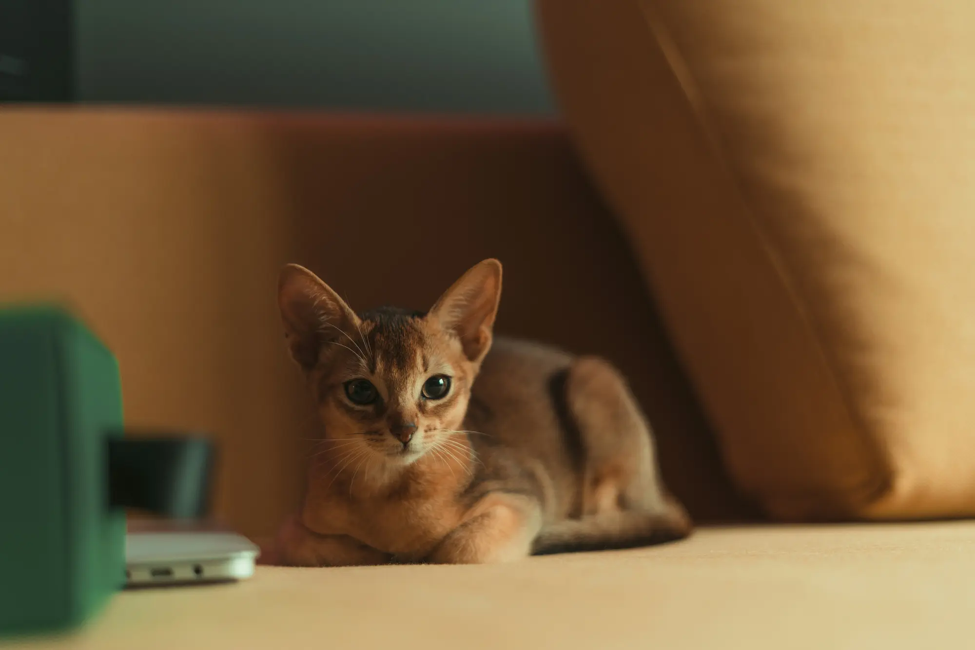 audrey the cat looking at bowl